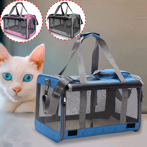 Pet dog cat - cat, puppy