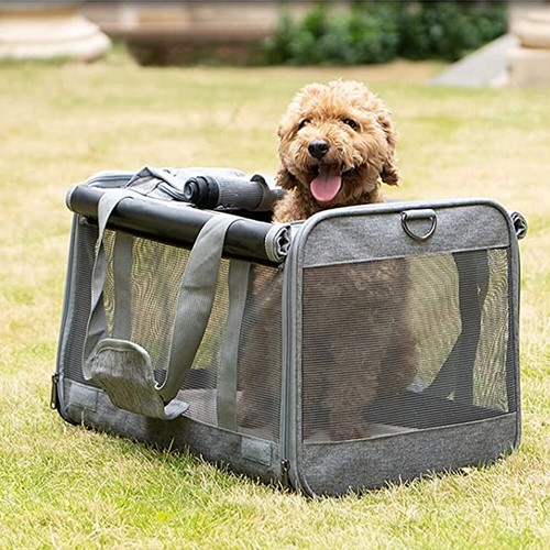 Pet dog cat puppy - pet,