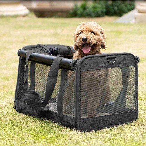 Large pet dog cat puppy - pet,
